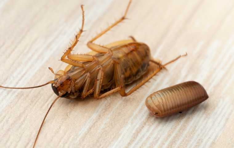 What Do Cockroach Eggs Look Like Miche Pest Control