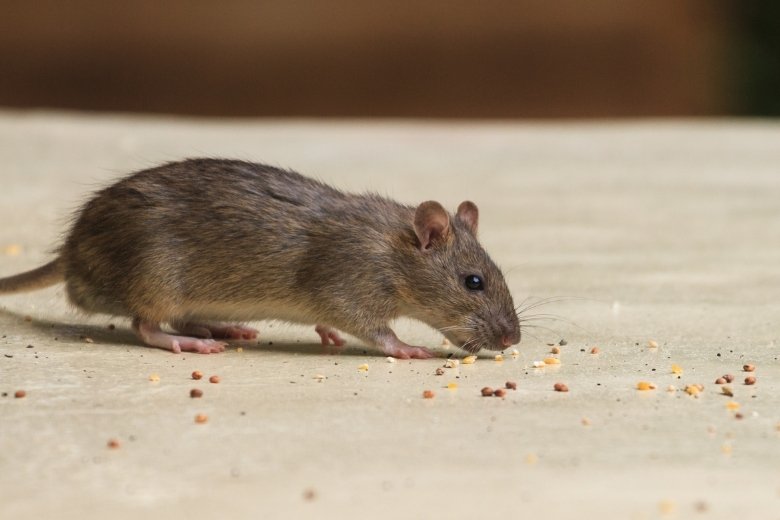 rockville md pest control services