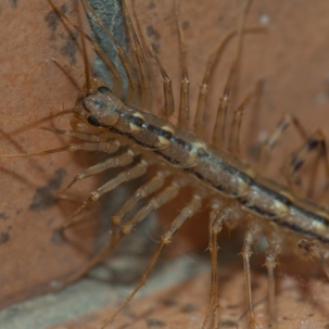 are house centipedes dangerous