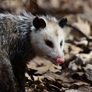are opossums dangerous