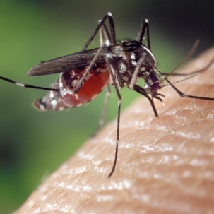 what diseases do mosquitoes carry