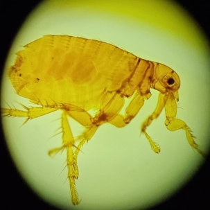 what do flea droppings look like