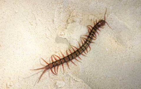 What Do Centipedes Look Like? | Miche Pest Control