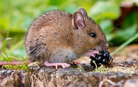 What Do Field Mice Eat? | Miche Pest Control