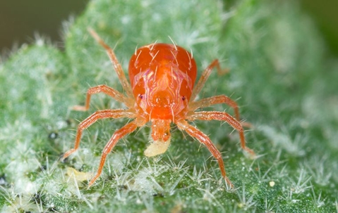 Dust Mite Bites Vs Bed Bug Bites 