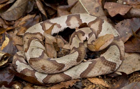 Are Copperheads Poisonous? | Miche Pest Control