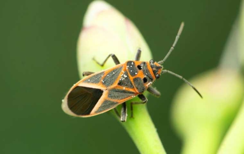 Do Boxelder Bugs Bite? | Miche Pest Control