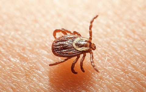 Protect Yourself And Family From Dangerous Ticks | Miche Pest Control