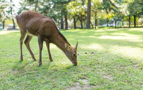 What Do Deer Eat? | Miche Pest Control