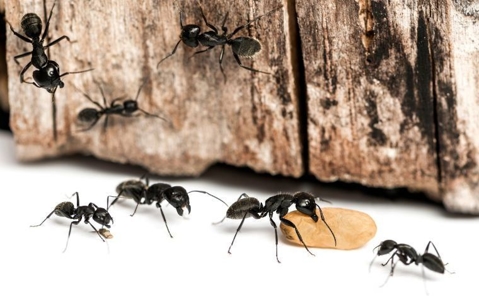 What Do Carpenter Ants Look Like? | Miche Pest Control