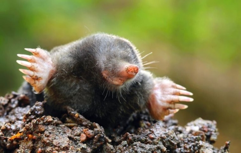 What Do Moles Look Like? | Miche Pest Control