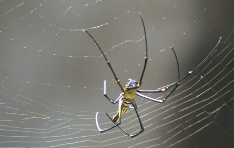 Are Orb Weaver Spiders Poisonous? | Miche Pest Control