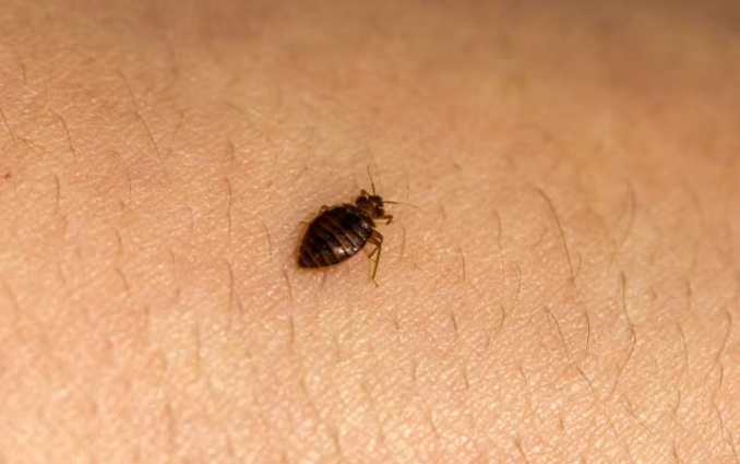 Bed Bug crawling on skin