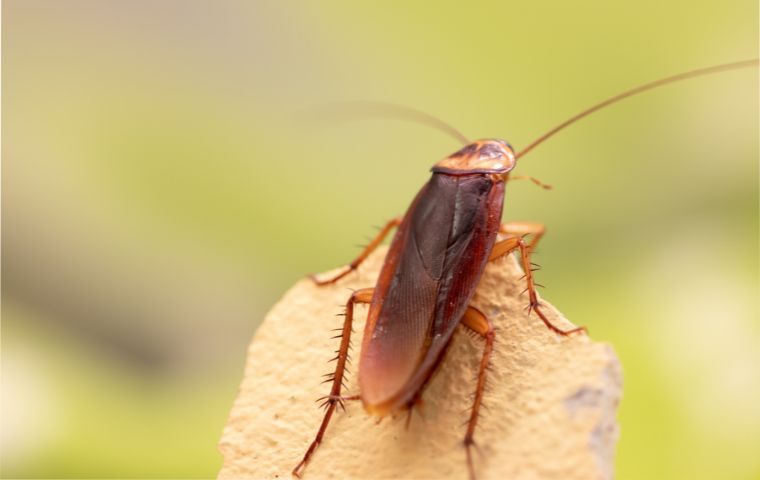 american cockroach