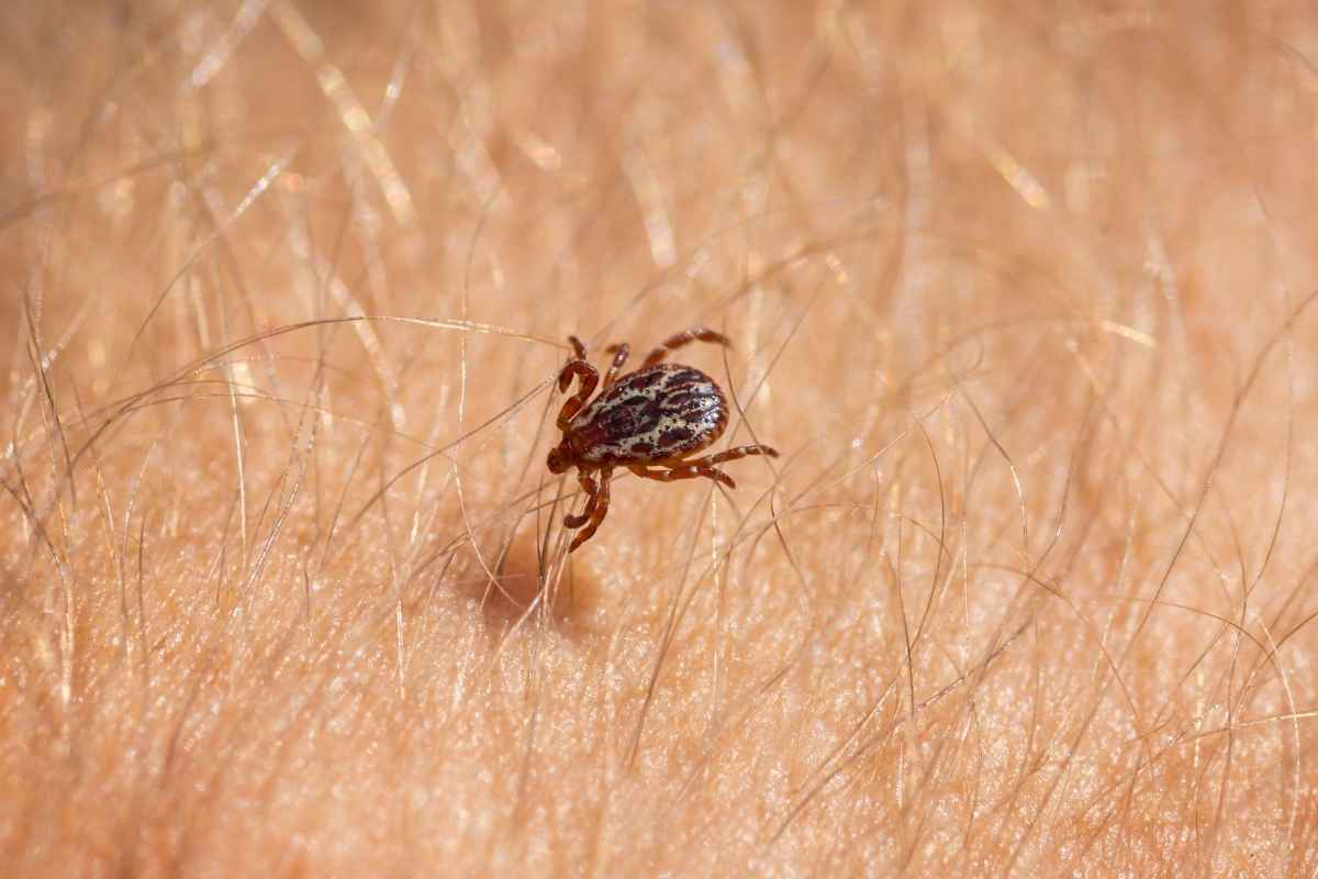 american dog tick control