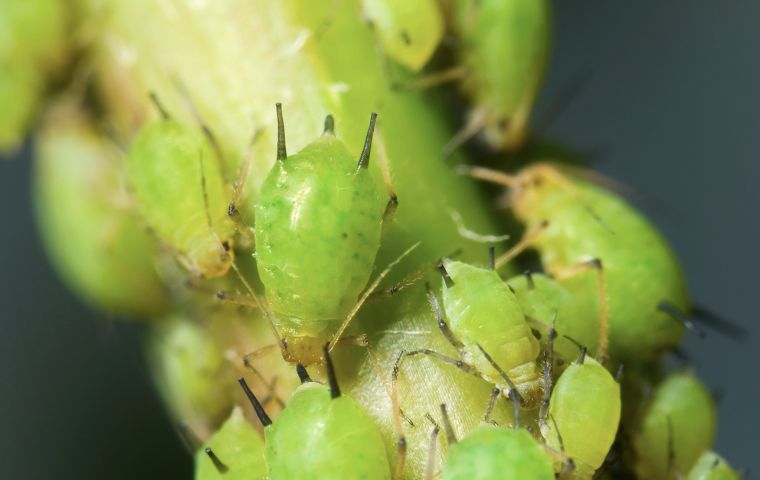 aphids