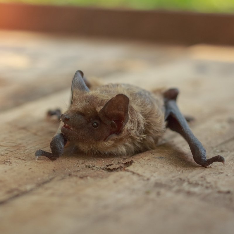 bat