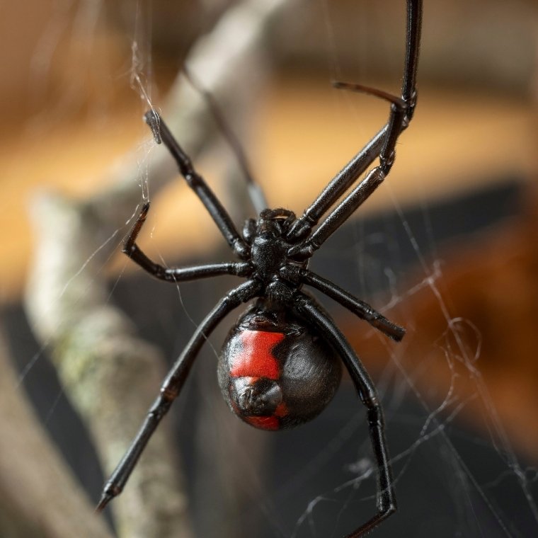 black widow spider control