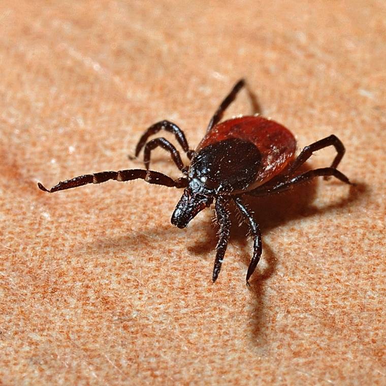 blacklegged tick control