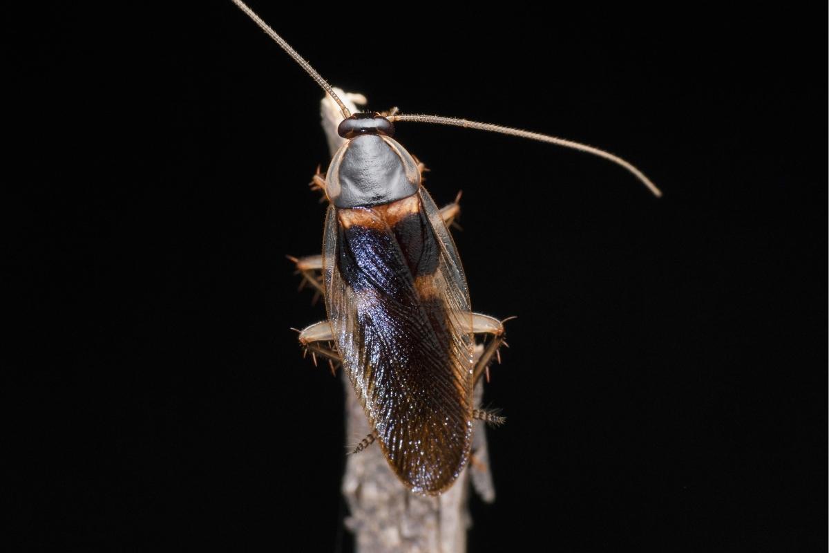 brown banded cockroach control