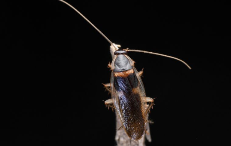 brown banded cockroach