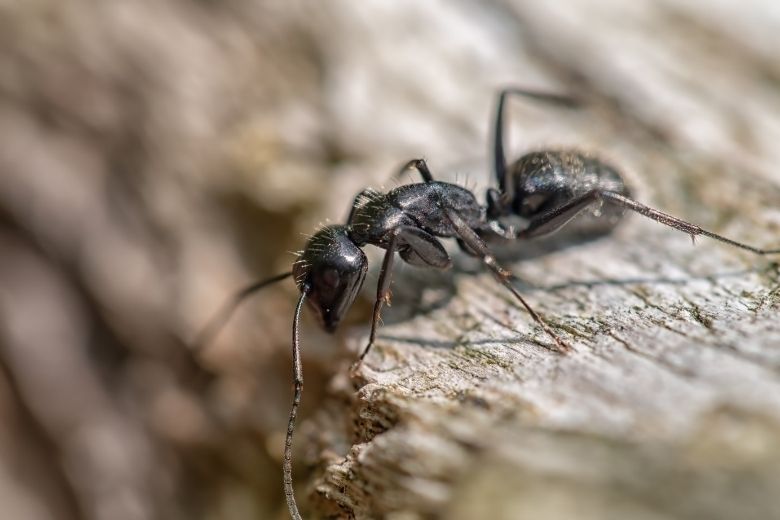 carpenter ant control