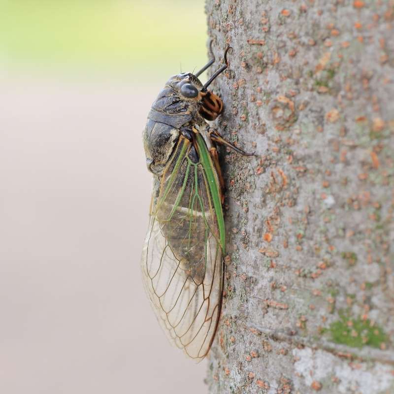 cicada control
