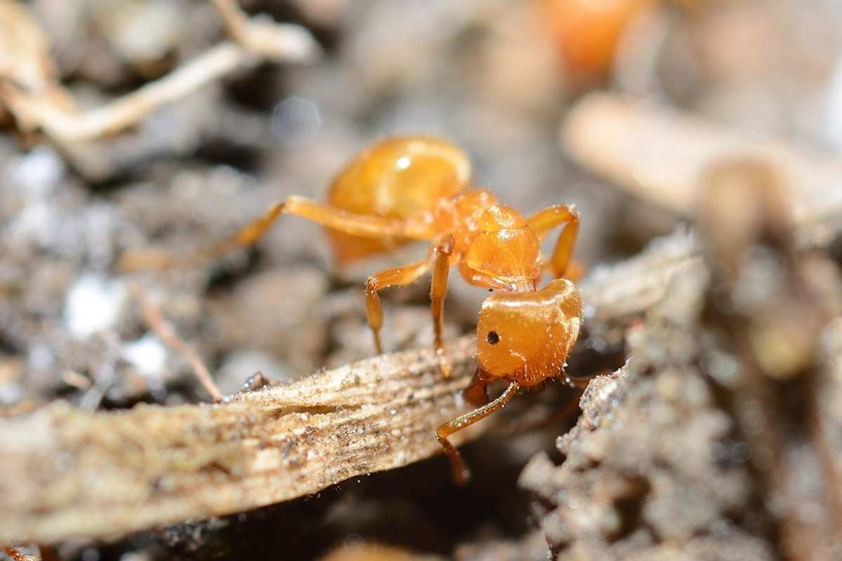 citronella ant control