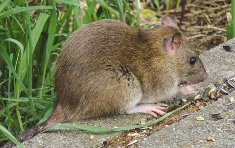 rat on the ground