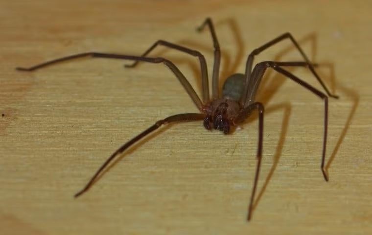 Brown Recluse Spider in Woodbine, MD.