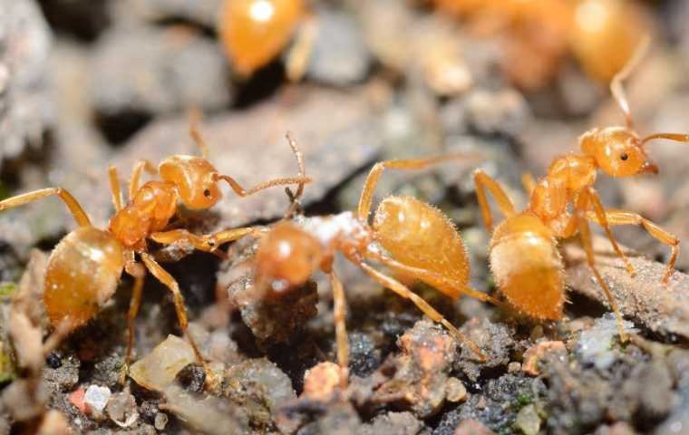 Citronella ants 
