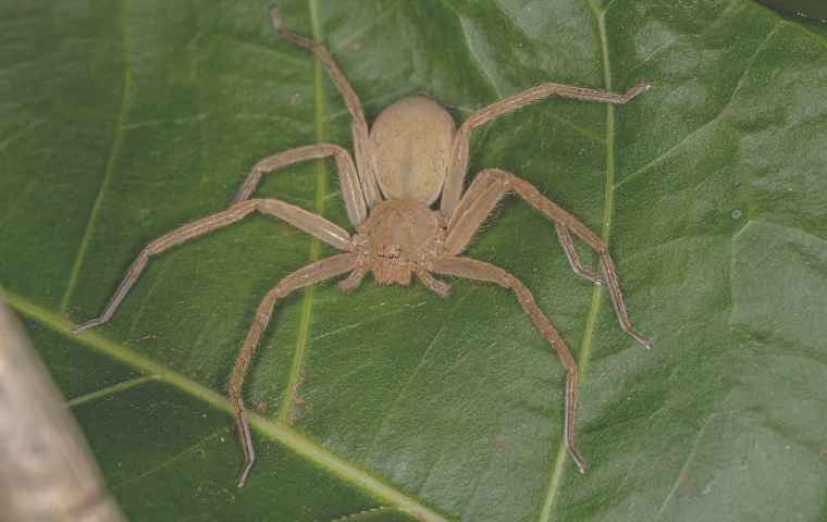 brown huntsman spider on a leaf