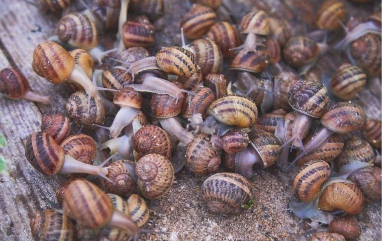 brown garden snail cluster
