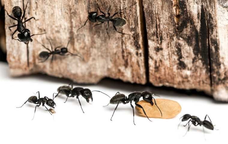 Carpenter Ants.