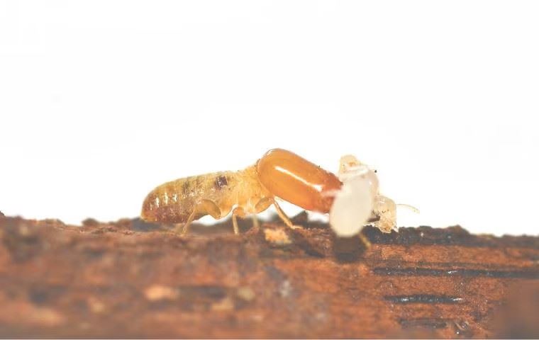 Termite