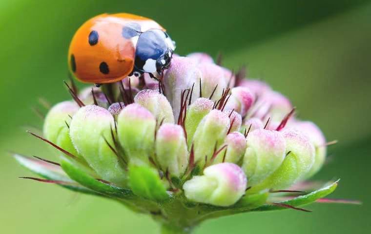 lady bug  on a flower