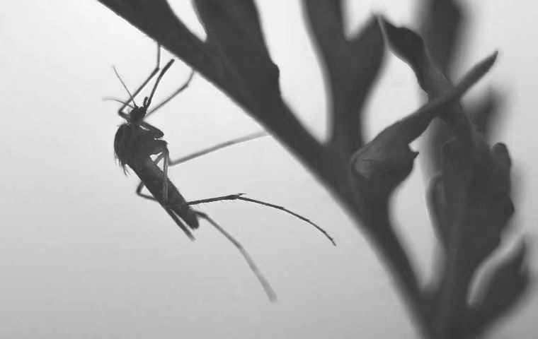 mosquito black and white