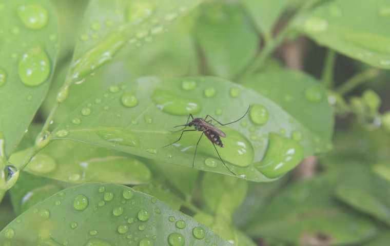 mosquito on a wet leaf