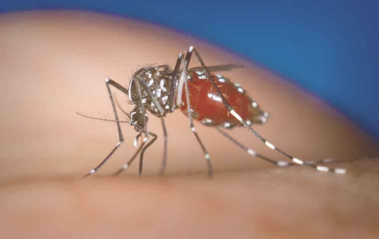 mosquito upclose 2