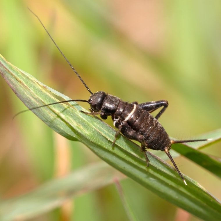 cricket control