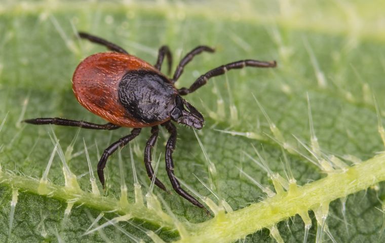 blacklegged tick