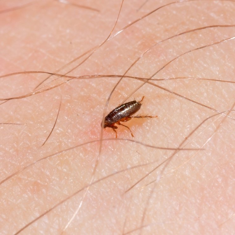 flea control