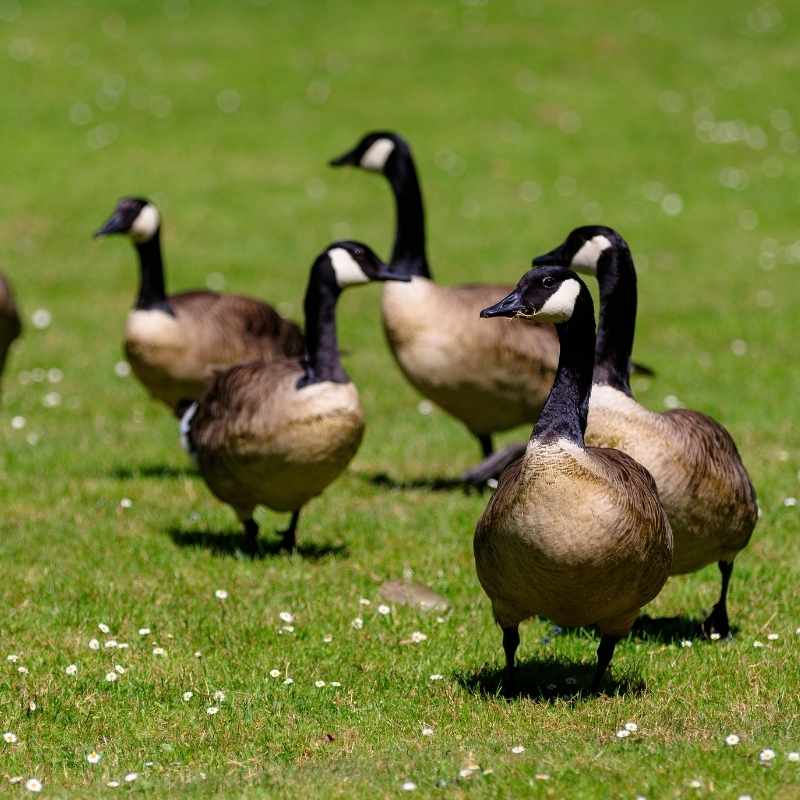 goose control