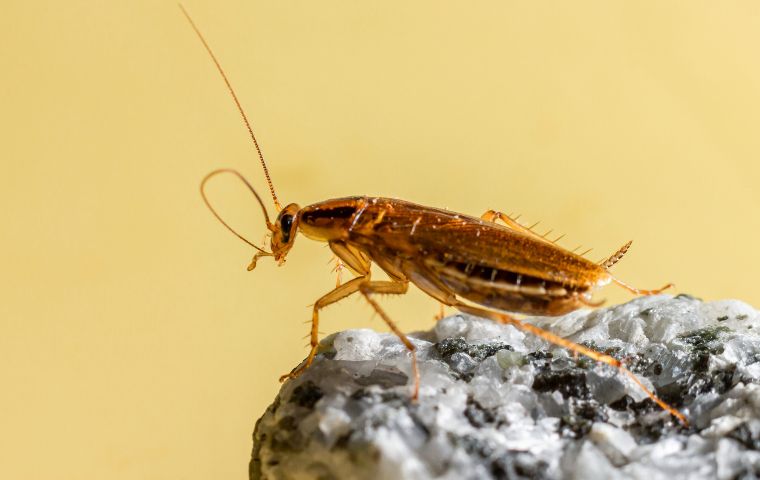 german cockroach