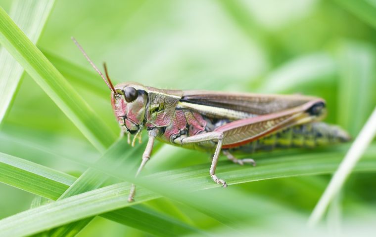 grasshopper