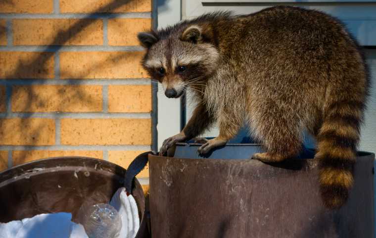 What Do Raccoon Droppings Look Like? | Miche Pest Control