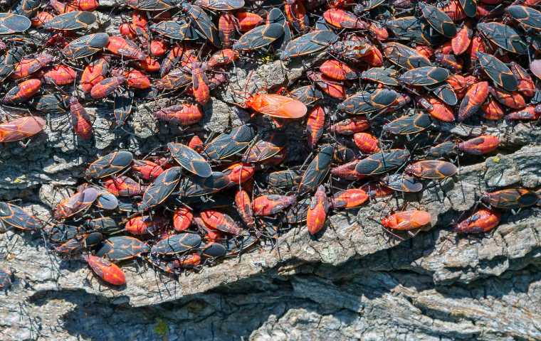 What Do Boxelder Bugs Eat? | Miche Pest Control