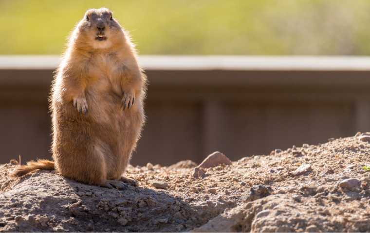 What Do Groundhogs Look Like? | Miche Pest Control