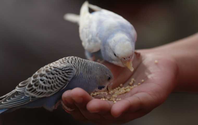 Best food for budgies in winter best sale