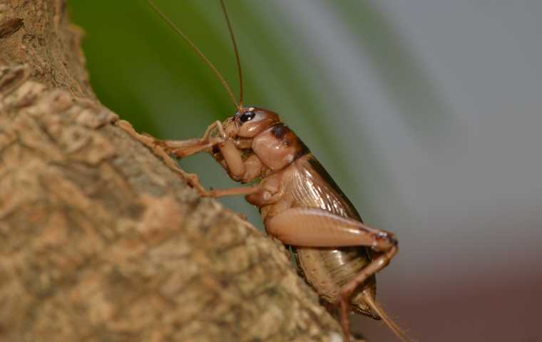 What Do Crickets Eat? | Miche Pest Control